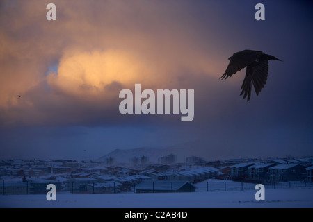 Raben fliegen im Winter, Reykjavik, Island Stockfoto