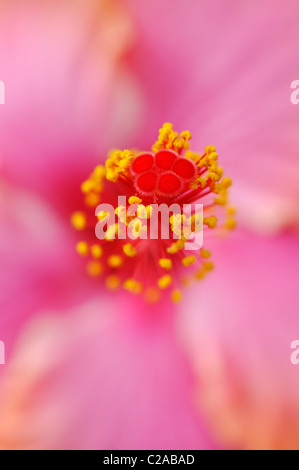 Chinesische Hibiskus (Hibiscus rosa-sinensis) Stockfoto