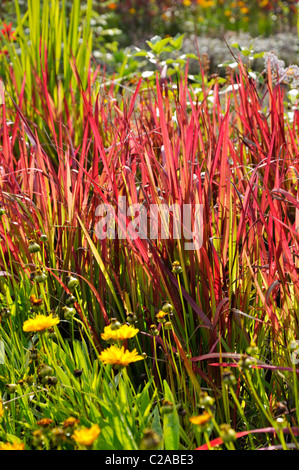 Japanische Blut Gras (Imperata cylindrica Red Baron' syn. Imperata cylindrica 'Rubra') Stockfoto