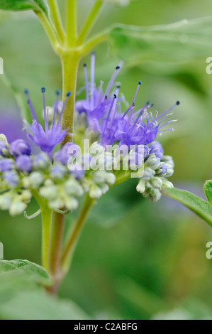 Blauen Bart (caryopteris x clandonensis) Stockfoto