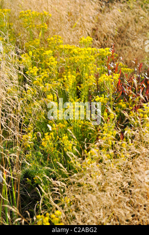 Goldlöckchen (Aster linosyris) Stockfoto