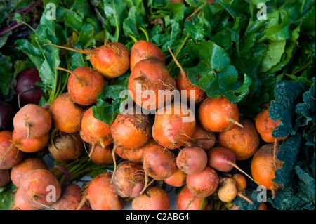 Beta Vulgaris Chioggia rote Beete Stockfoto