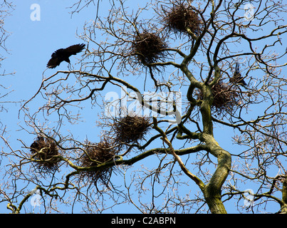 Rook Corvus Frugilegus Nester und Altvogel in einer Kolonie an Slimbridge in Gloucestershire Stockfoto