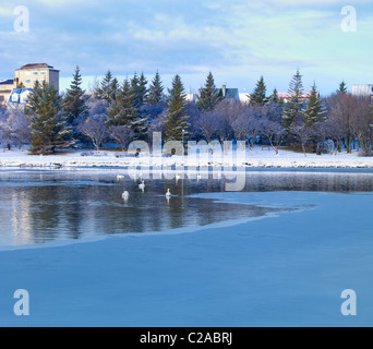 Reykjavik-Teich im Winter mit Schwänen, Reykjavik Island Stockfoto