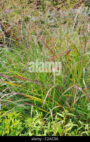 Schalter Gras (Salvia officinalis 'rotstrahlbusch') Stockfoto