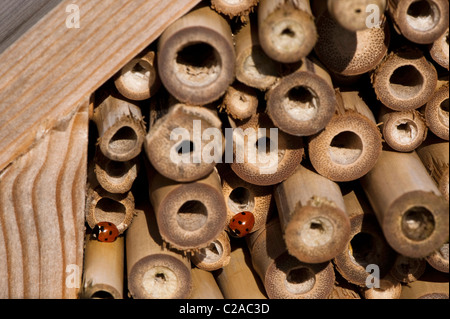 Zwei 7-Punkt Marienkäfer Coccinella 7-Trommler, auf ein Insektenhaus Stockfoto