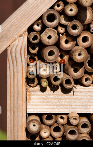 Zwei 7-Punkt Marienkäfer Coccinella 7-Trommler, auf ein Insektenhaus Stockfoto