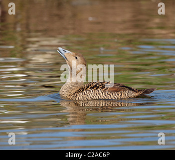 Eiderente Somateria Mollissima weiblich aufrufen Stockfoto