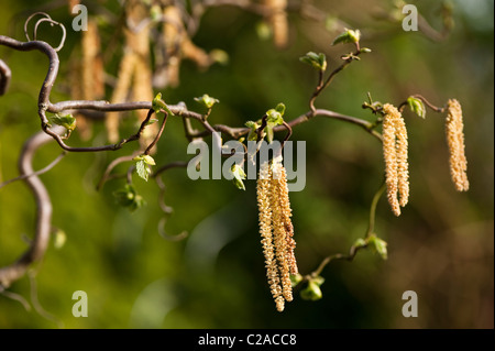 Kätzchen und neues Blatt schießt auf einen Korkenzieher oder verzerrte Hasel, Corylus Avellana 'Contorta' wachsen Stockfoto