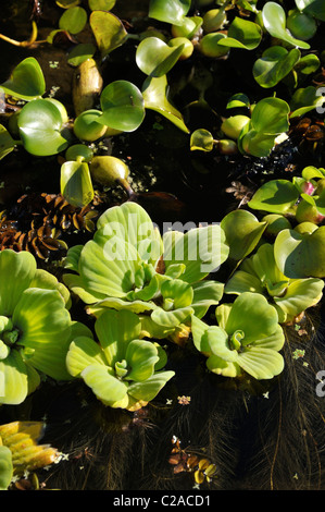 Wasser Salat (muschelblumen stratiotes) und Wasserhyazinthe (eichhornia crassipes) Stockfoto