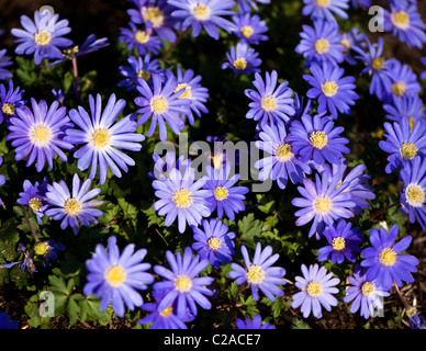 Anemone Blanda Blue in Blüte Stockfoto