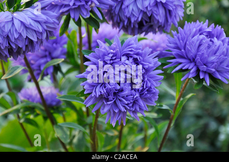 China Aster (Callistephus chinensis 'Blauer Turm") Stockfoto