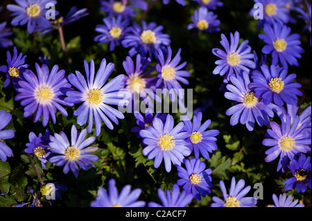 Anemone Blanda Blue in Blüte Stockfoto