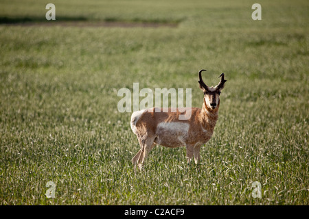 Pronghorn Antilope in einem Feld in ländlichen Saskatchean. Stockfoto