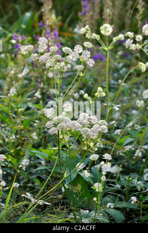 Große masterwort (astilbe) Stockfoto