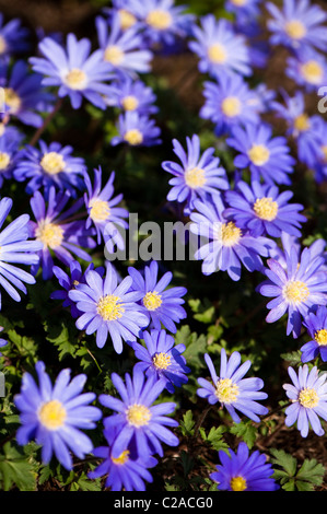 Anemone Blanda Blue in Blüte Stockfoto