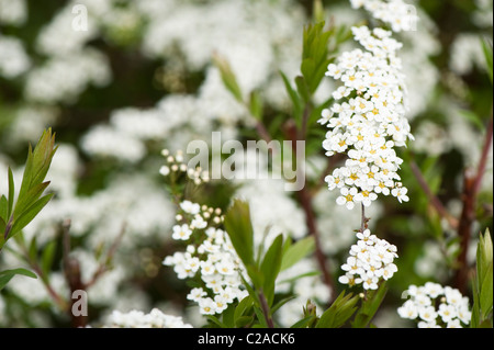 Spiraea 'Mischpflanzungen', Brautkranz, in Blüte Stockfoto