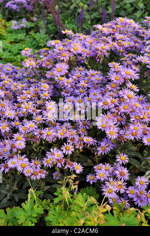 Italienische Aster (Aster amellus 'glücksfund") Stockfoto