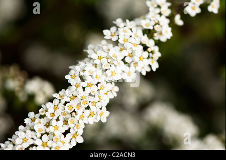 Spiraea 'Mischpflanzungen', Brautkranz, in Blüte Stockfoto