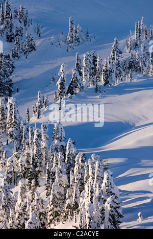 Winter auf Kulshan Ridge, Heather Wiesen Erholungsgebiet Nord Kaskaden Washington USA Stockfoto