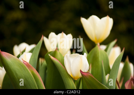 Tulipa 'Purissima' Fosteriana Tulpen blühen Stockfoto