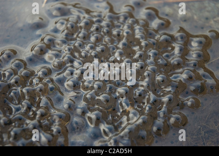 Frogspawn in einem Teich in Cumbria Stockfoto