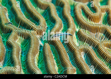 Neon-Gobi-Fisch finden Sie fast immer auf Hirnkoralle hocken. Stockfoto