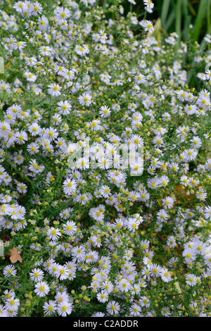 Heide Aster (Aster ericoides 'Erlkönig') Stockfoto