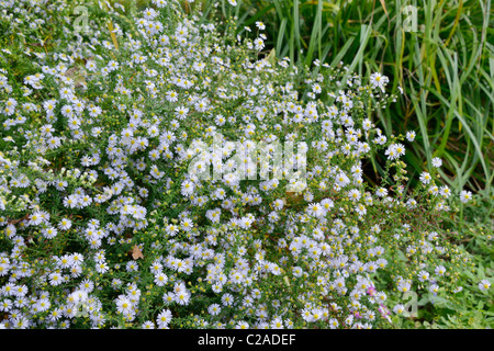 Heide Aster (Aster ericoides 'Erlkönig') Stockfoto