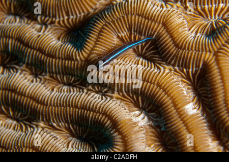 Neon-Gobi-Fisch finden Sie fast immer auf Hirnkoralle hocken. Stockfoto