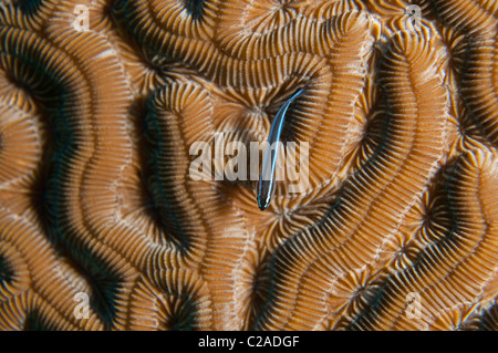 Neon-Gobi-Fisch finden Sie fast immer auf Hirnkoralle hocken. Stockfoto