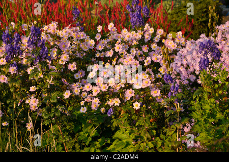 Grape-leaf Anemone (Anemone tomentosa erenade') und carmichael Eisenhut (aconitum carmichaelii 'arendsii' syn. aconitum Arendsii) Stockfoto