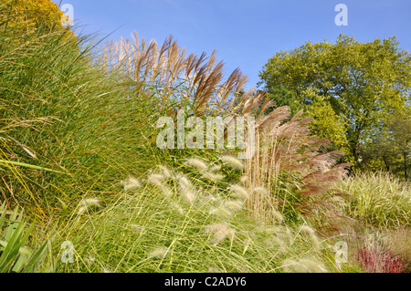 Chinesische silber Gras (Miscanthus sinensis) Stockfoto