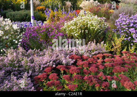 Heide Aster (herrlich Aster ericoides'' syn. Aster vimineus 'Lovely'), orpine (Sedum telephium 'herbstfreude' hylotelephium telephium Syn. Stockfoto