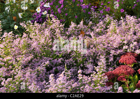 Heide Aster (herrlich Aster ericoides'' syn. Aster vimineus 'Lovely') Stockfoto