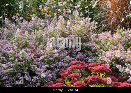 Heide Aster (herrlich Aster ericoides'' syn. Aster vimineus 'Lovely') und orpine (Sedum telephium 'herbstfreude' hylotelephium telephium Syn. Stockfoto