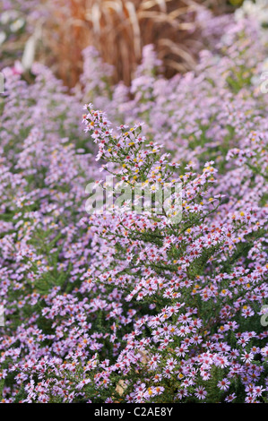 Heide Aster (herrlich Aster ericoides'' syn. Aster vimineus 'Lovely') Stockfoto