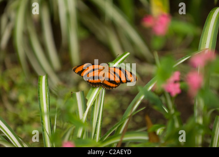 Gebänderte Heliconian Schmetterling in Costa Rica Stockfoto