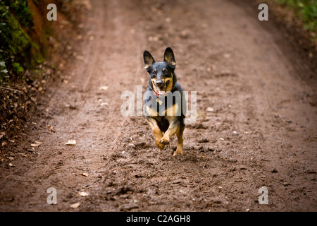 Australian Kelpie Sheepdog in Aktion Stockfoto