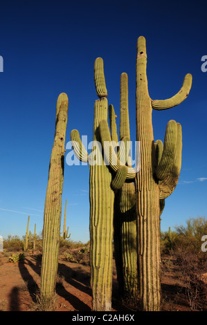 Ironwood Forest Nationalmonument liegt nordwestlich von Tucson, Arizona, in der Sonoran Wüste, USA. Stockfoto