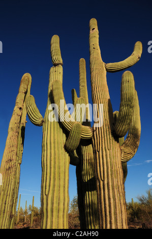 Ironwood Forest Nationalmonument liegt nordwestlich von Tucson, Arizona, in der Sonoran Wüste, USA. Stockfoto