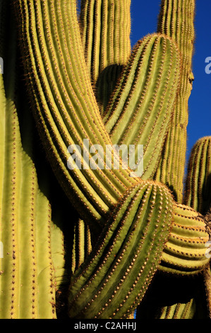 Ironwood Forest Nationalmonument liegt nordwestlich von Tucson, Arizona, in der Sonoran Wüste, USA. Stockfoto