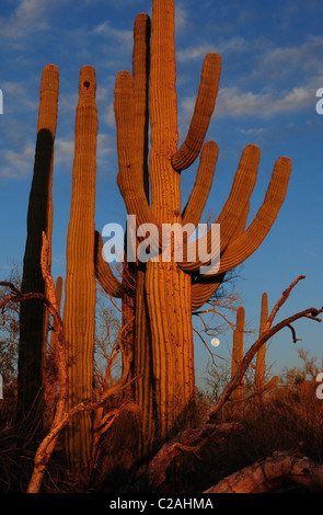 Ironwood Forest Nationalmonument liegt nordwestlich von Tucson, Arizona, in der Sonoran Wüste, USA. Stockfoto