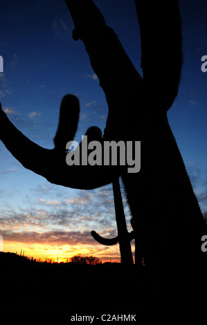 Ironwood Forest Nationalmonument liegt nordwestlich von Tucson, Arizona, in der Sonoran Wüste, USA. Stockfoto