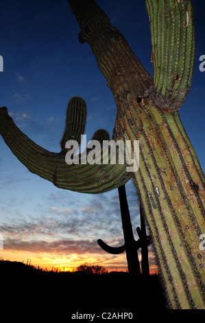 Ironwood Forest Nationalmonument liegt nordwestlich von Tucson, Arizona, in der Sonoran Wüste, USA. Stockfoto