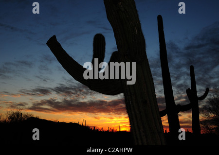 Ironwood Forest Nationalmonument liegt nordwestlich von Tucson, Arizona, in der Sonoran Wüste, USA. Stockfoto