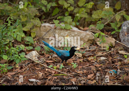 Yucatan Jay (Cyanocorax Yucatanicus), Halbinsel Yucatan, Mexiko. Stockfoto