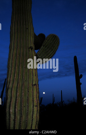 Ironwood Forest Nationalmonument liegt nordwestlich von Tucson, Arizona, in der Sonoran Wüste, USA. Stockfoto