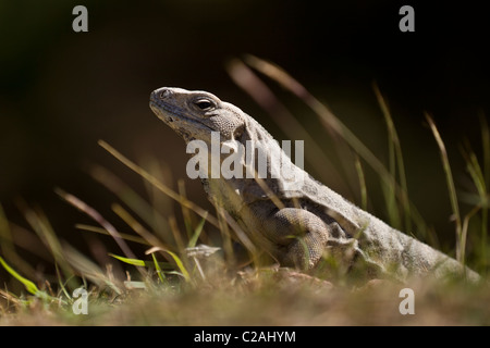 Schwarzen Langusten-tailed Leguan (Ctenosaura Similis) Sonnen am Tempel Wände in der Maya Stadt Uxmal, Yucatan, Mexiko. Stockfoto