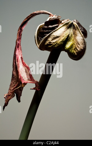 Eine Samenkapsel eine Amaryllis (Hippeastrum) und eine getrocknete Blume Blütenblatt am Ende das Scape. Stockfoto